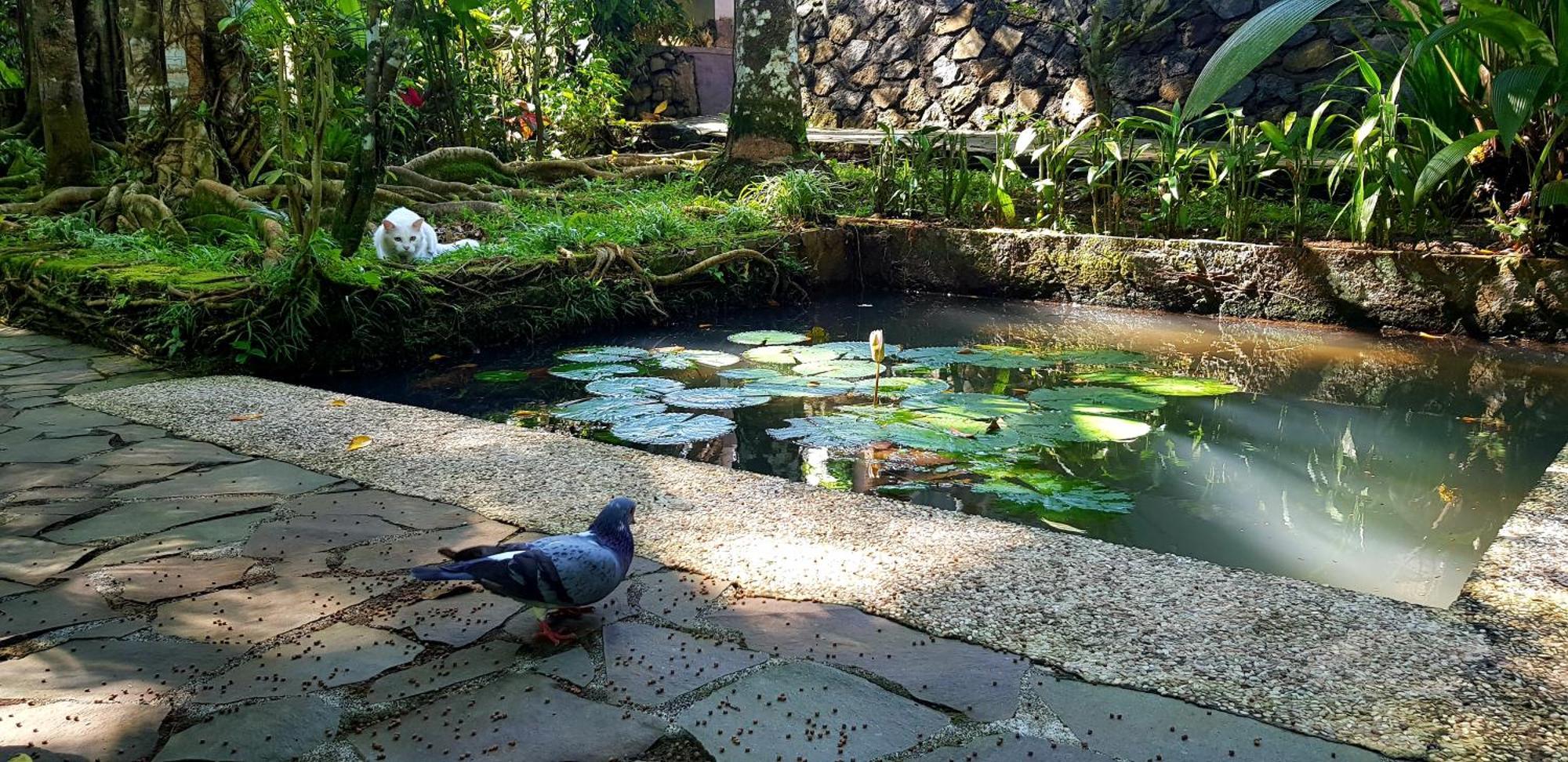 Mi Casa - The Gem Of Ijen Hotel Banyuwangi  Buitenkant foto